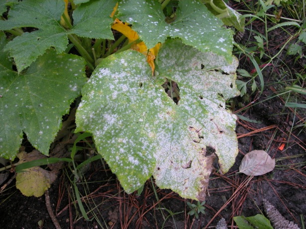 powdery mildew