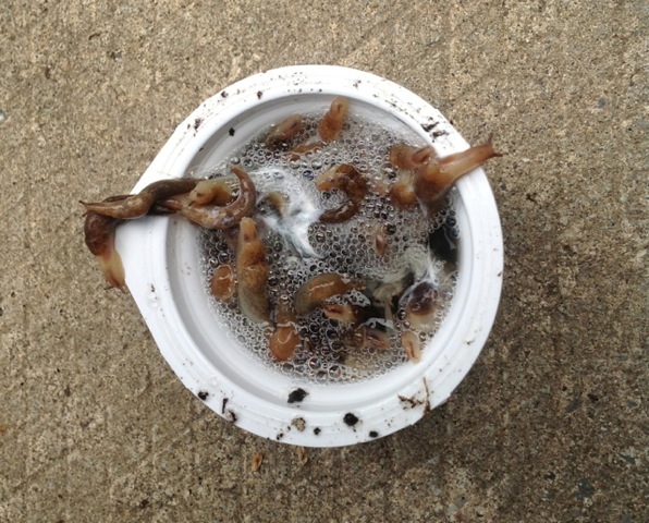 Slugs trapped in a bowl