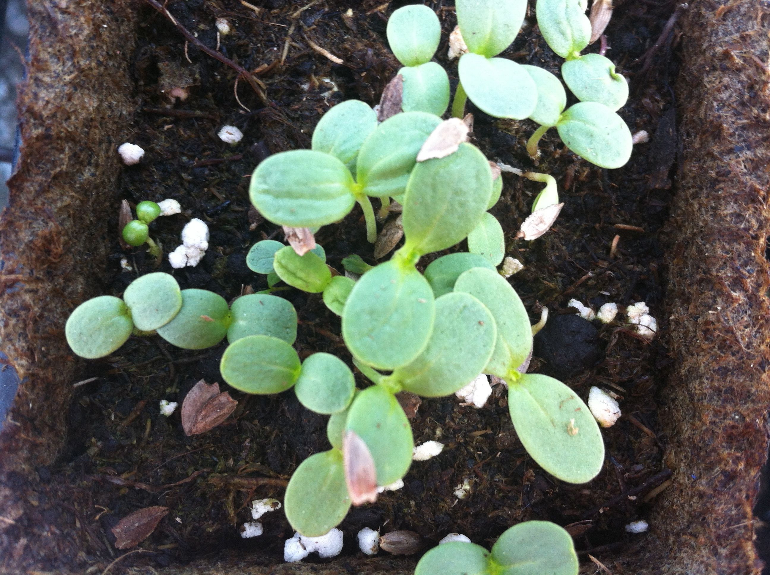 Many Sprouts