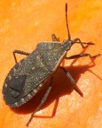 Squash bug