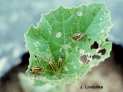 striped cucumber beetle