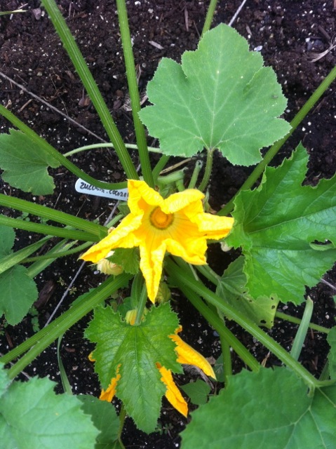 zuchinni flower