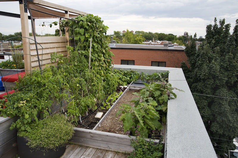 vegetable-garden-rooftop.jpeg