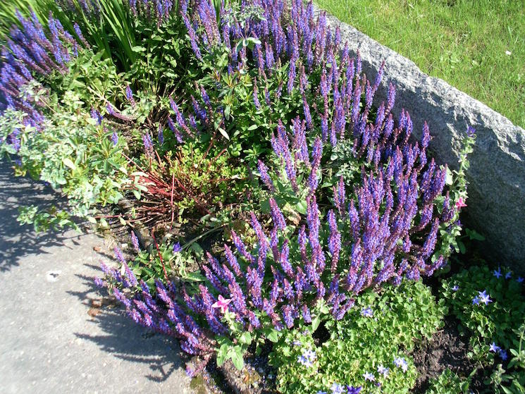 lavender_garden.jpeg