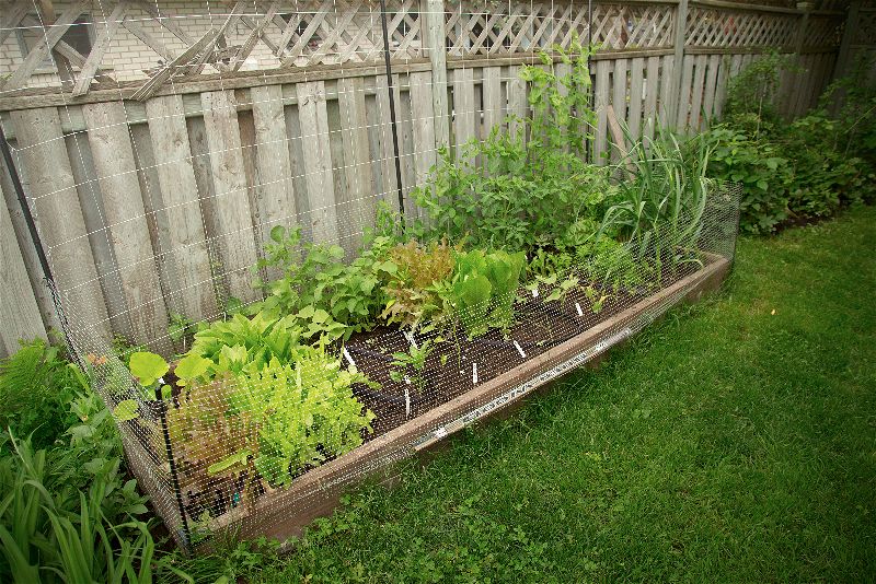 organic-vegetable-garden-03.jpeg