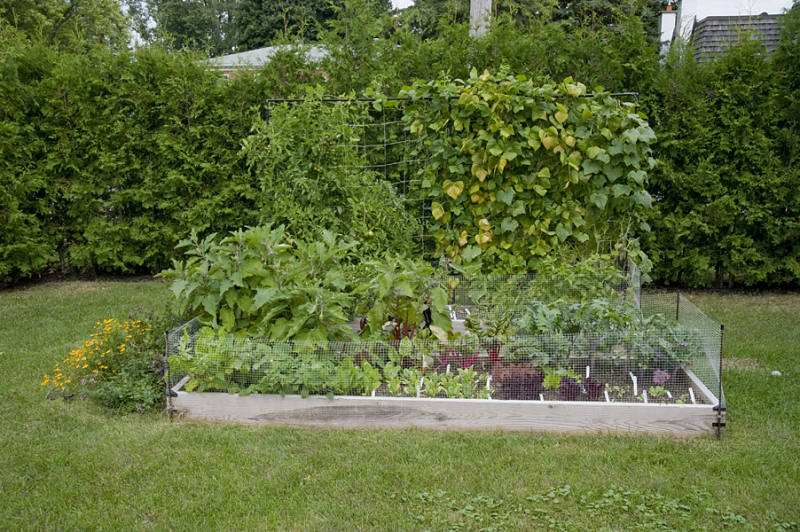 organic-vegetable-garden-05.jpeg