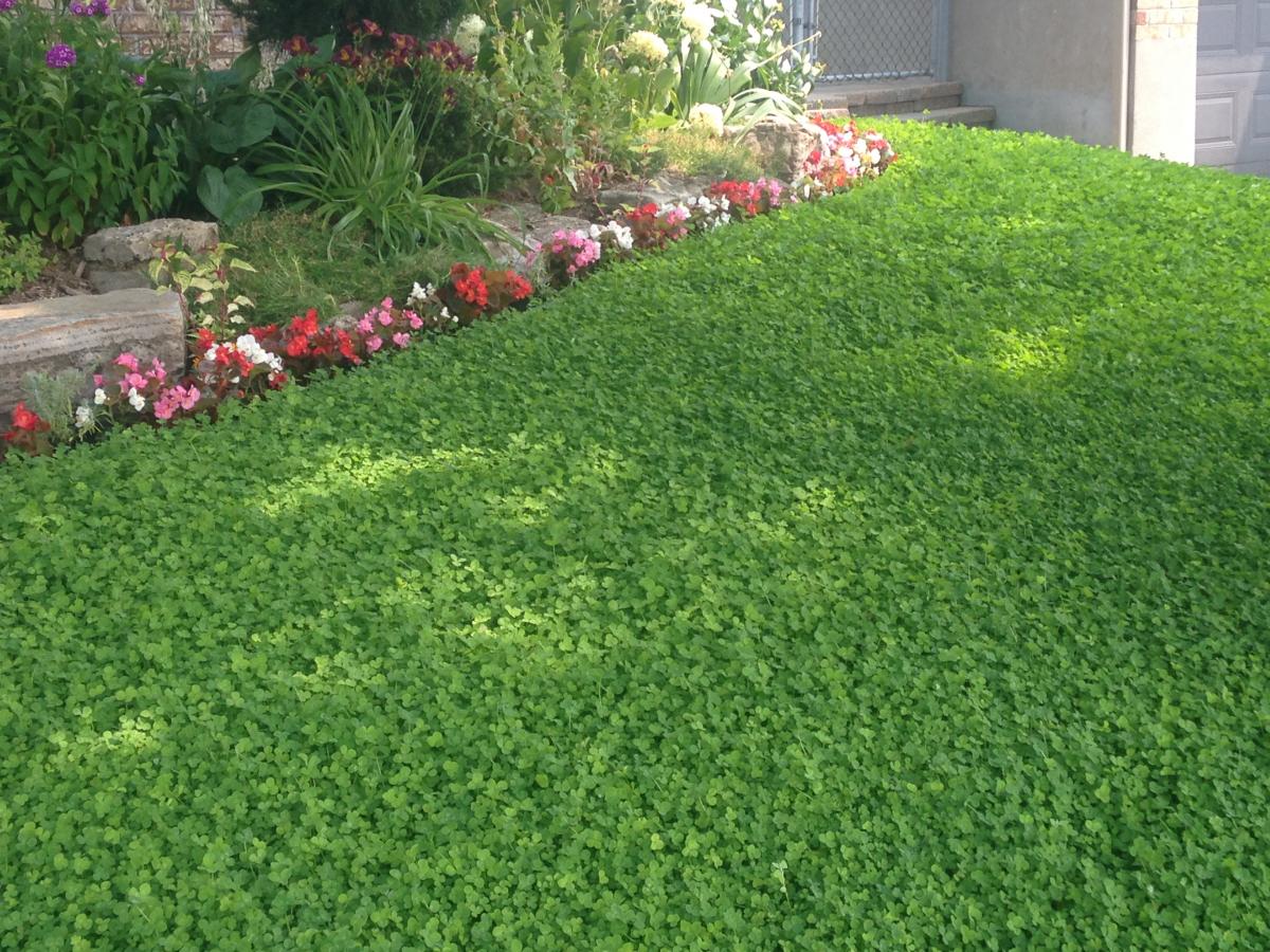 Urban Clover Lawn Urban Seedling